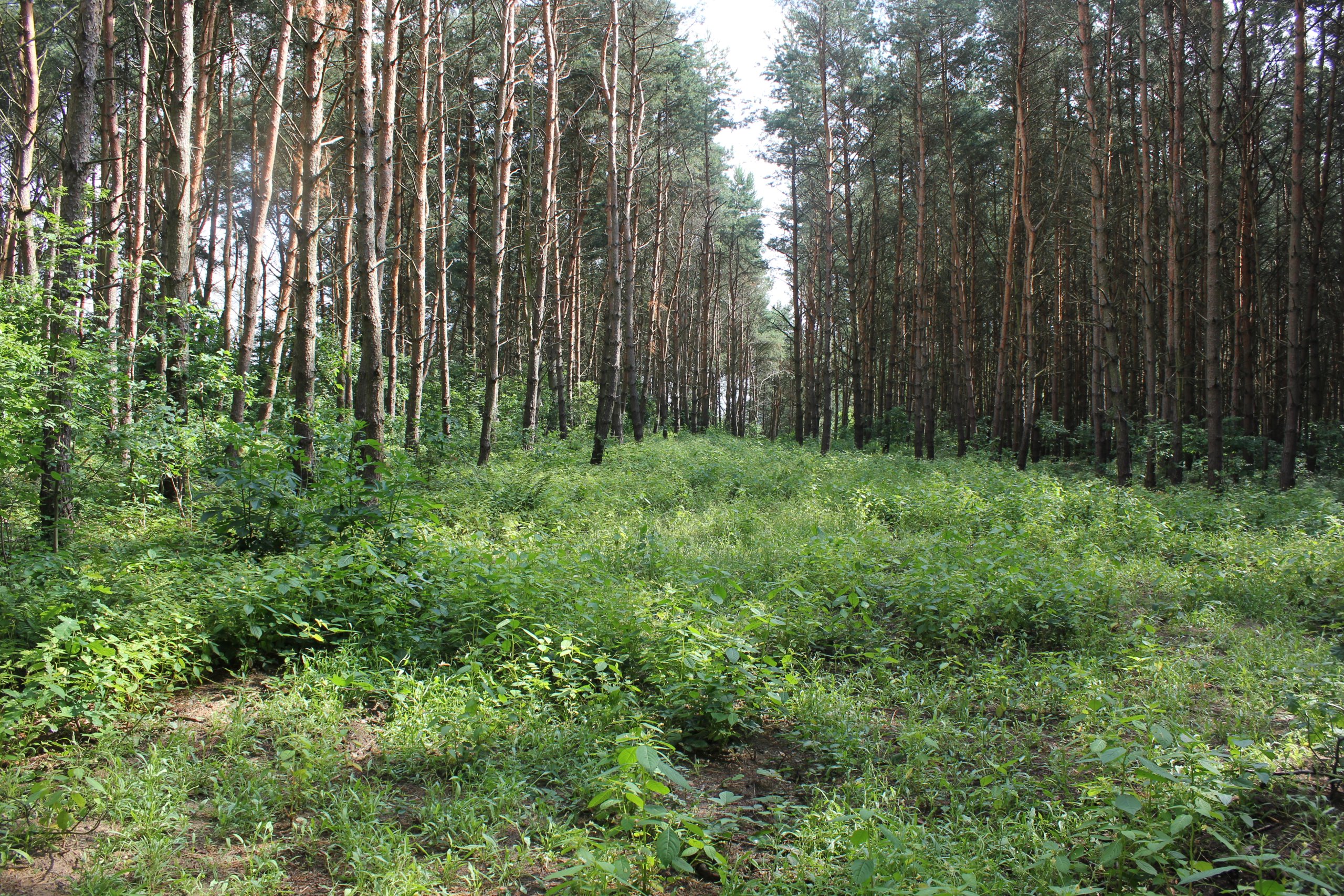 Apel do właścicieli lasów prywatnych