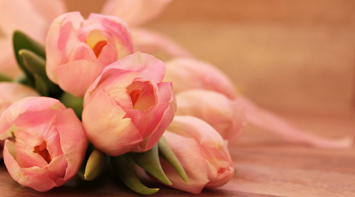 różowy bukiet tulipanów