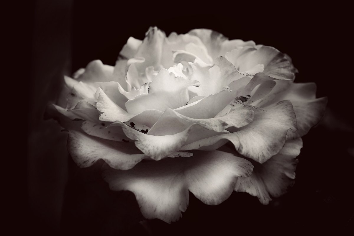 czarno białe zdjęcie róży na czarnym tle