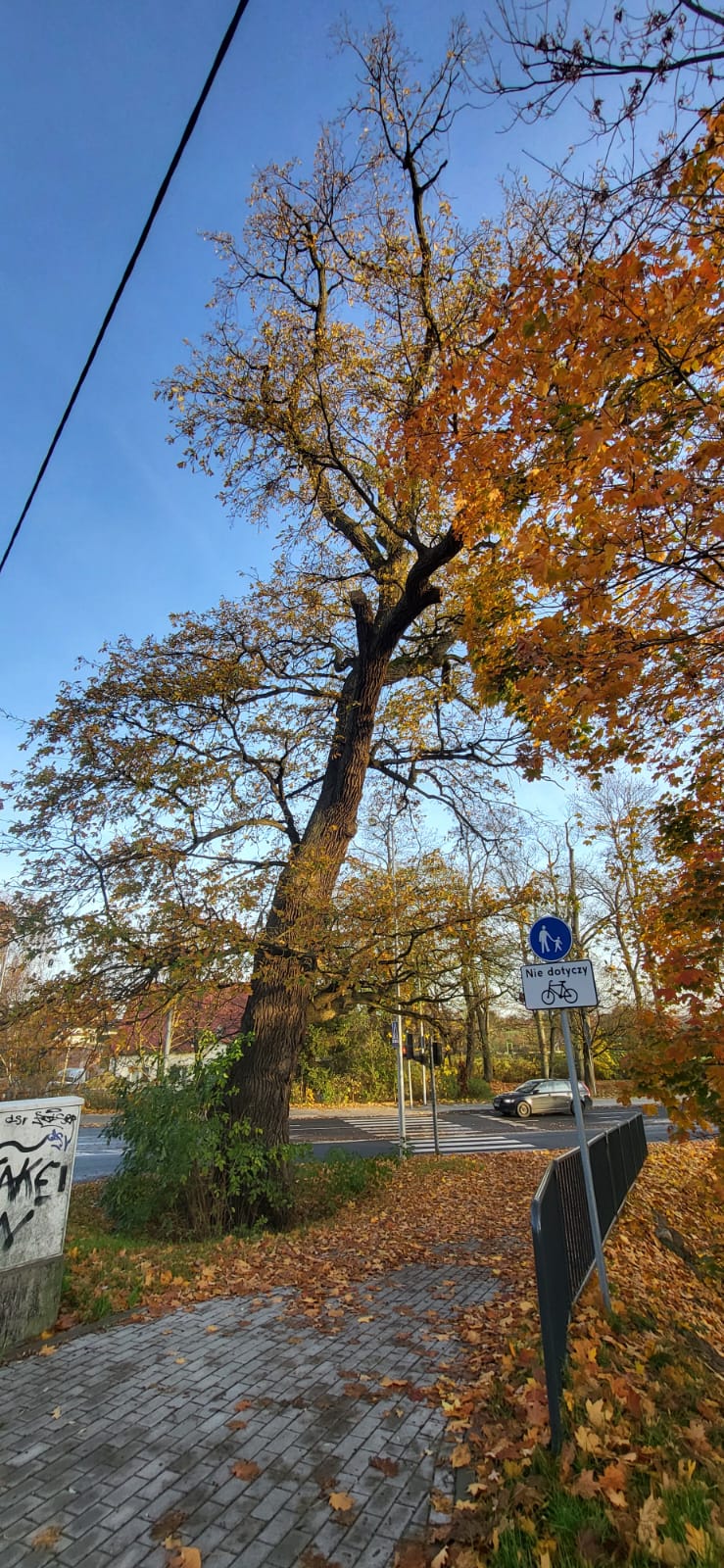 Grab pospolity zamiast spróchniałego dębu przy ul. Cisowej